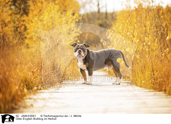 Olde English Bulldog im Herbst / Olde English Bulldog in autumn / JAM-03661