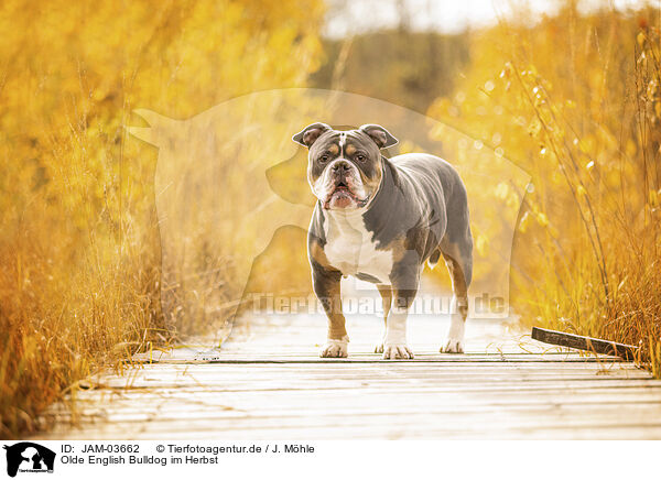 Olde English Bulldog im Herbst / JAM-03662