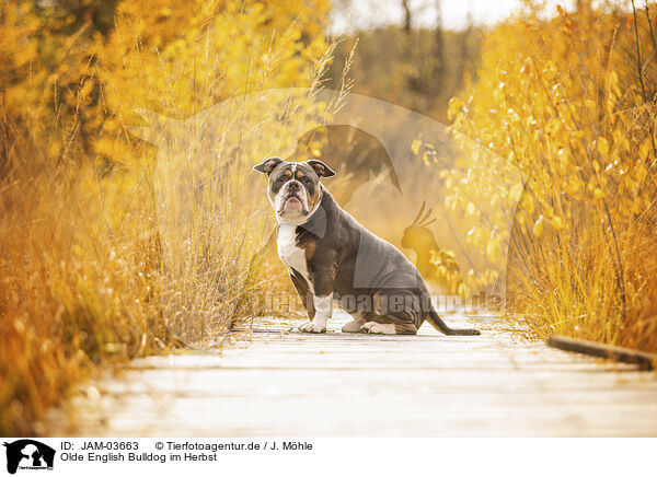 Olde English Bulldog im Herbst / JAM-03663