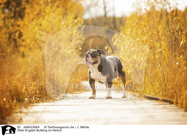 Olde English Bulldog im Herbst / JAM-03664