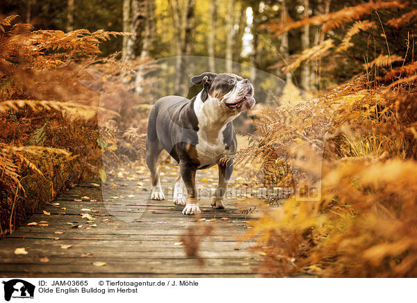 Olde English Bulldog im Herbst / JAM-03665