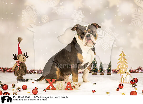 Olde English Bulldog im Studio / JAM-03681