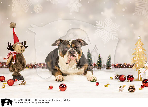 Olde English Bulldog im Studio / JAM-03686