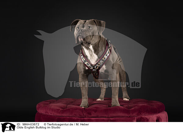 Olde English Bulldog im Studio / MAH-03672