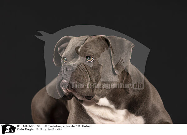 Olde English Bulldog im Studio / MAH-03676