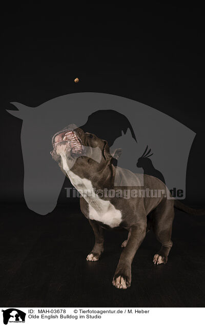 Olde English Bulldog im Studio / MAH-03678