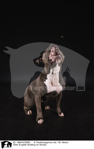 Olde English Bulldog im Studio / Olde English Bulldog in studio / MAH-03680