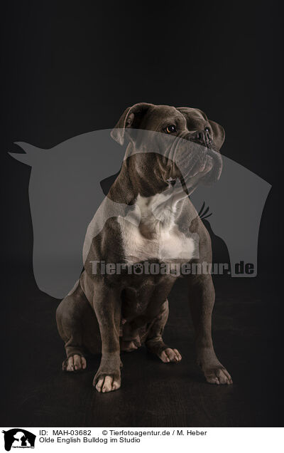 Olde English Bulldog im Studio / MAH-03682
