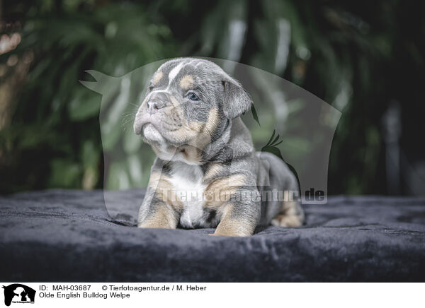 Olde English Bulldog Welpe / Olde English Bulldog Puppy / MAH-03687