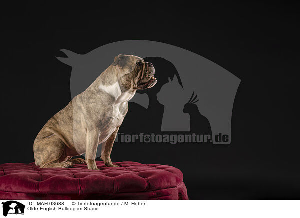 Olde English Bulldog im Studio / MAH-03688