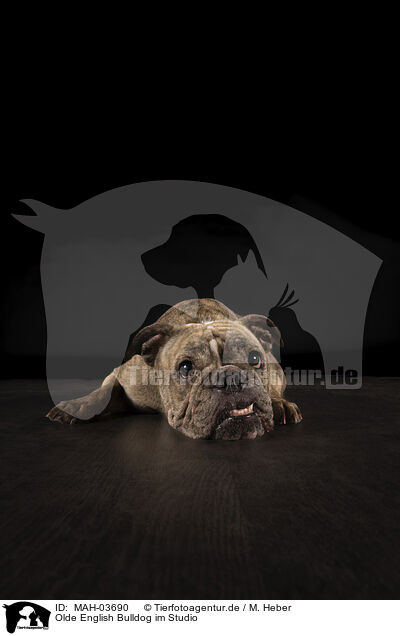 Olde English Bulldog im Studio / Olde English Bulldog in studio / MAH-03690