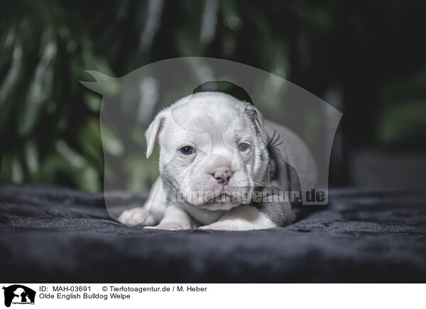Olde English Bulldog Welpe / Olde English Bulldog Puppy / MAH-03691
