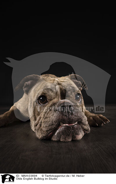 Olde English Bulldog im Studio / Olde English Bulldog in studio / MAH-03694