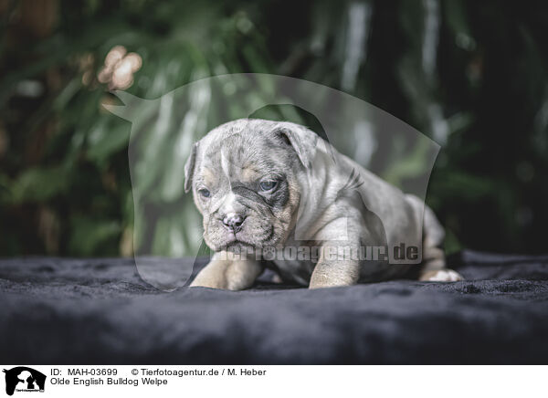 Olde English Bulldog Welpe / Olde English Bulldog Puppy / MAH-03699