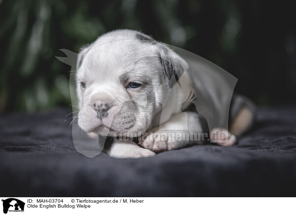 Olde English Bulldog Welpe / Olde English Bulldog Puppy / MAH-03704