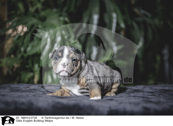 Olde English Bulldog Welpe / MAH-03706