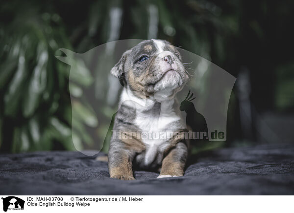 Olde English Bulldog Welpe / MAH-03708