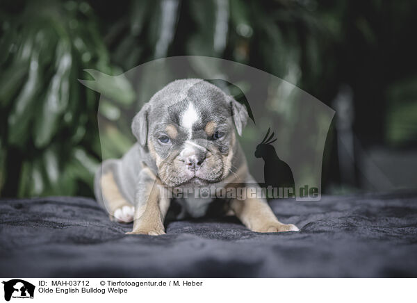 Olde English Bulldog Welpe / MAH-03712