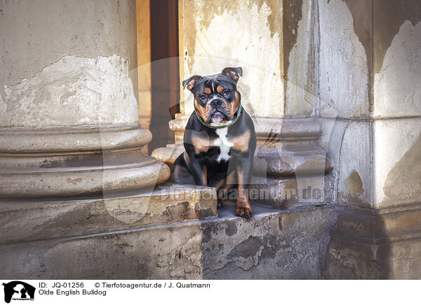 Olde English Bulldog / Olde English Bulldog / JQ-01256