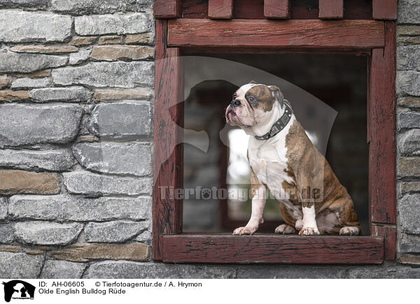 Olde English Bulldog Rde / AH-06605