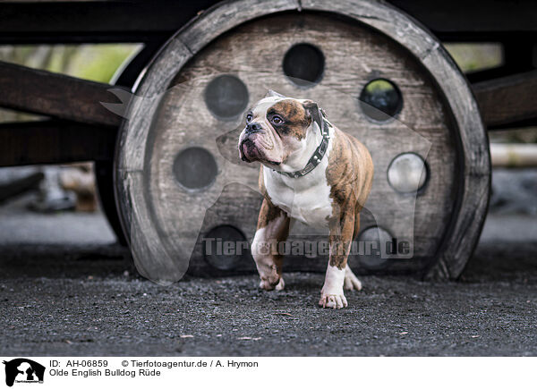 Olde English Bulldog Rde / AH-06859