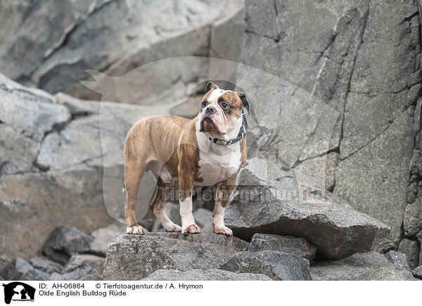 Olde English Bulldog Rde / AH-06864