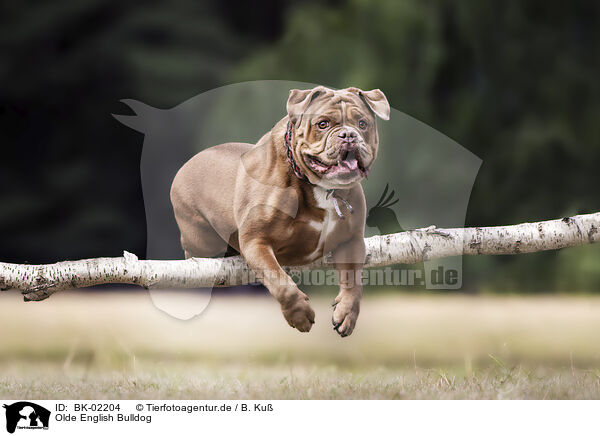 Olde English Bulldog / BK-02204