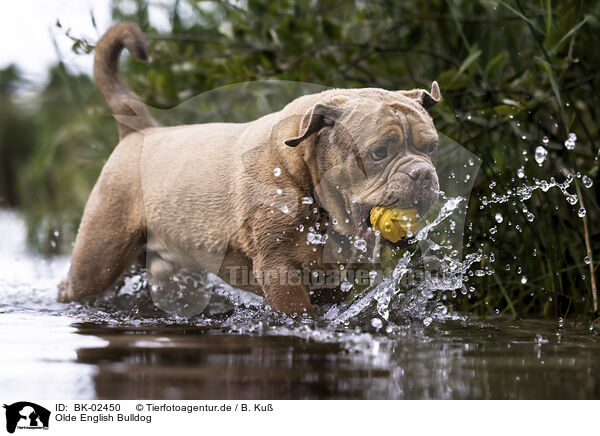 Olde English Bulldog / Olde English Bulldog / BK-02450