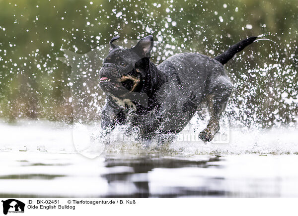 Olde English Bulldog / Olde English Bulldog / BK-02451