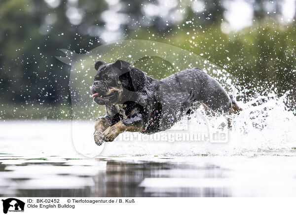 Olde English Bulldog / Olde English Bulldog / BK-02452