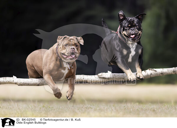 Olde English Bulldogs / Olde English Bulldogs / BK-02545