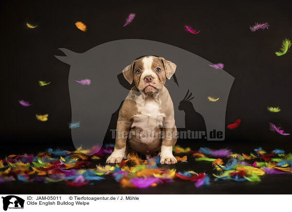 Olde English Bulldog Welpe / Olde English Bulldog Puppy / JAM-05011