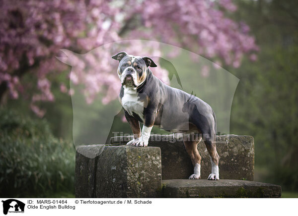 Olde English Bulldog / MARS-01464