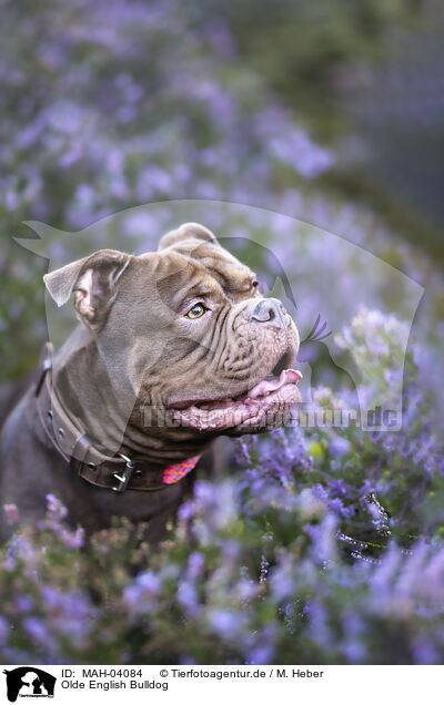 Olde English Bulldog / Olde English Bulldog / MAH-04084