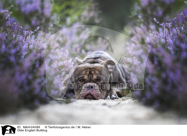 Olde English Bulldog / MAH-04086