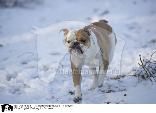Olde English Bulldog im Schnee / JM-18804