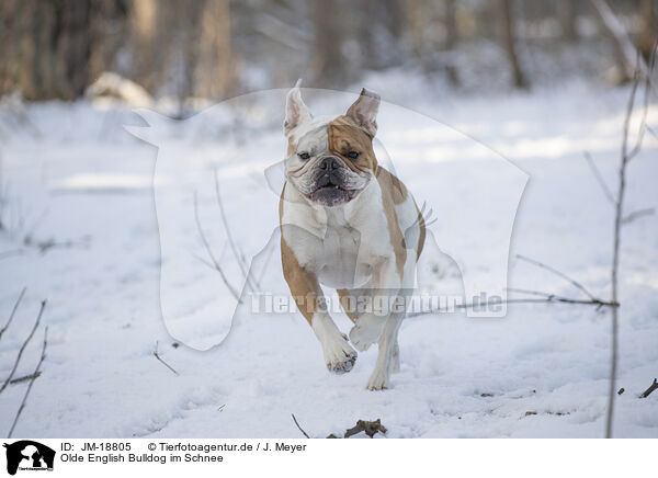 Olde English Bulldog im Schnee / JM-18805