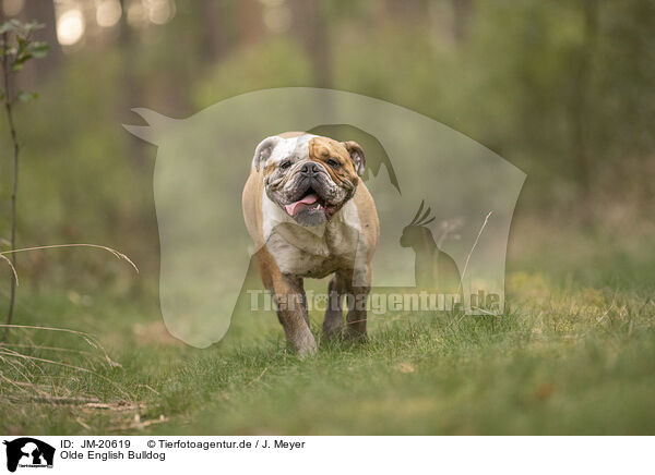 Olde English Bulldog / Olde English Bulldog / JM-20619