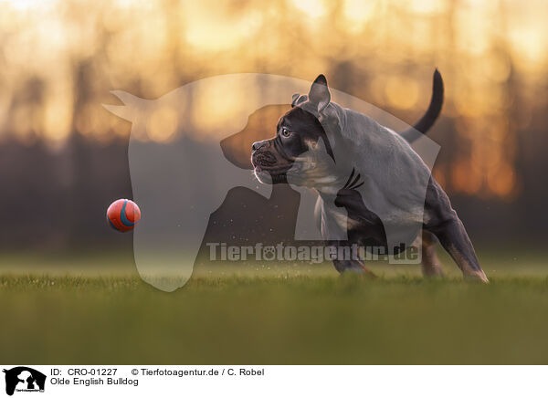 Olde English Bulldog / CRO-01227