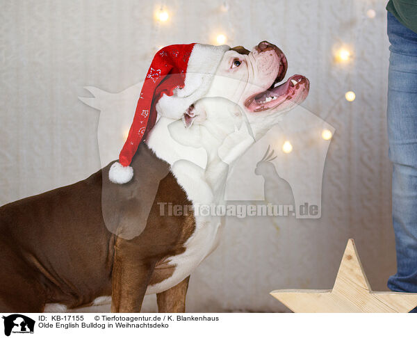 Olde English Bulldog in Weihnachtsdeko / Olde English Bulldog in christmas decoration / KB-17155