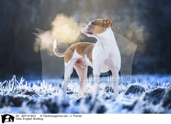 Olde English Bulldog / Olde English Bulldog / JEP-01803