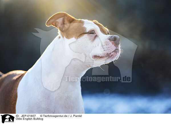 Olde English Bulldog / Olde English Bulldog / JEP-01807
