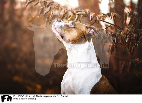 Olde English Bulldog / Olde English Bulldog / JEP-01813