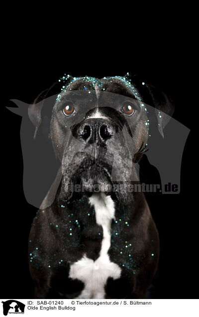 Olde English Bulldog / Olde English Bulldog / SAB-01240