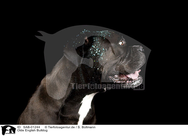 Olde English Bulldog / Olde English Bulldog / SAB-01244