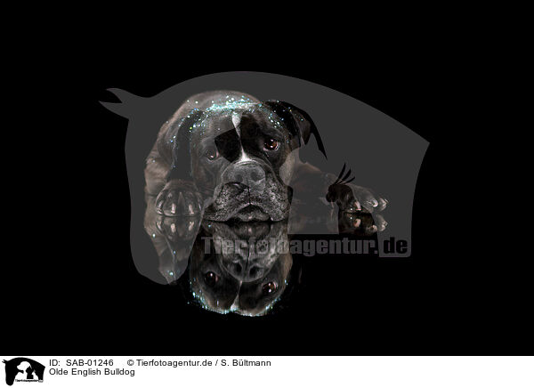 Olde English Bulldog / Olde English Bulldog / SAB-01246