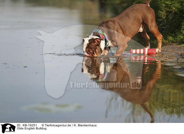 Olde English Bulldog / Olde English Bulldog / KB-19251