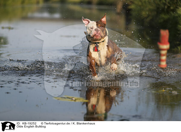 Olde English Bulldog / Olde English Bulldog / KB-19252