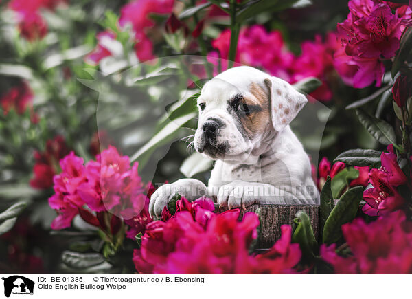 Olde English Bulldog Welpe / Olde English Bulldog puppy / BE-01385