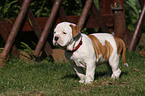 Altenglische Bulldogge